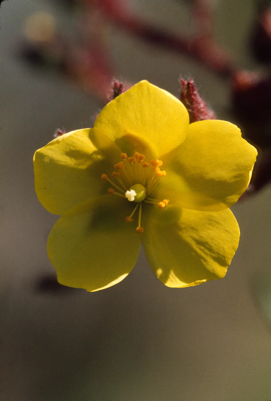 Helianthemum greenei