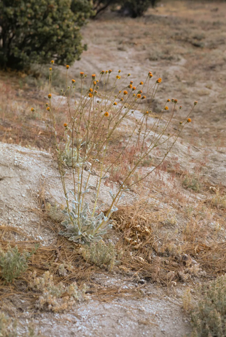 Hulsea vestita ssp. callicarpha