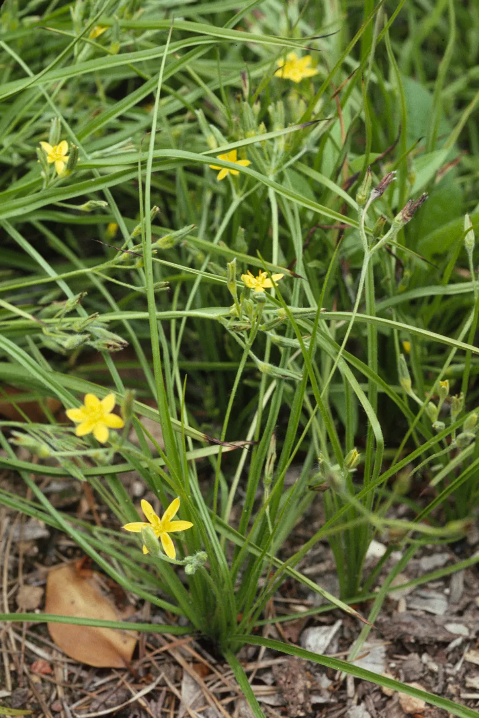 Hypoxis hirsuta