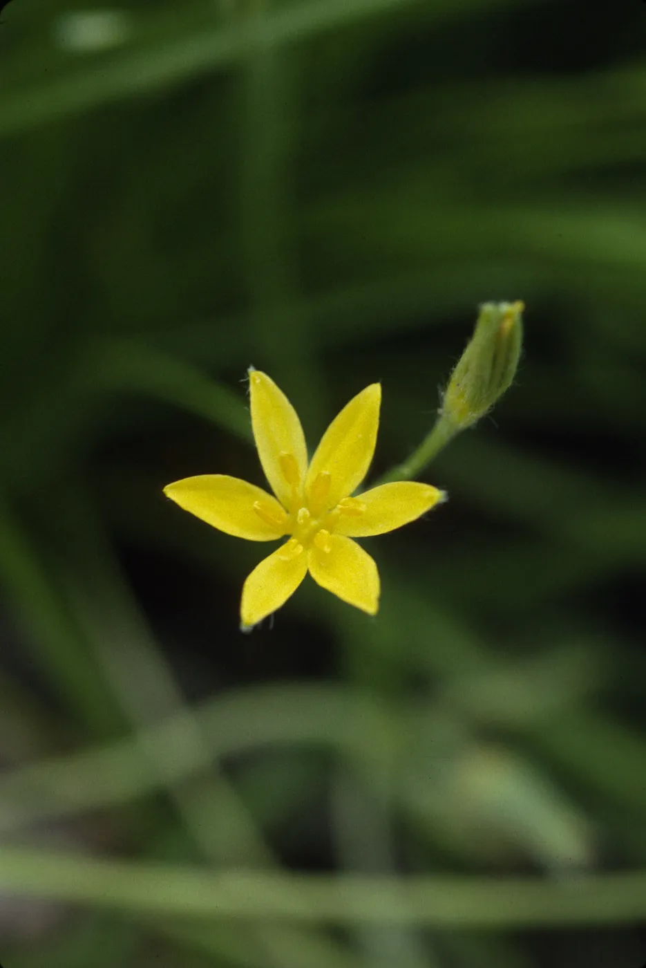Hypoxis hirsuta