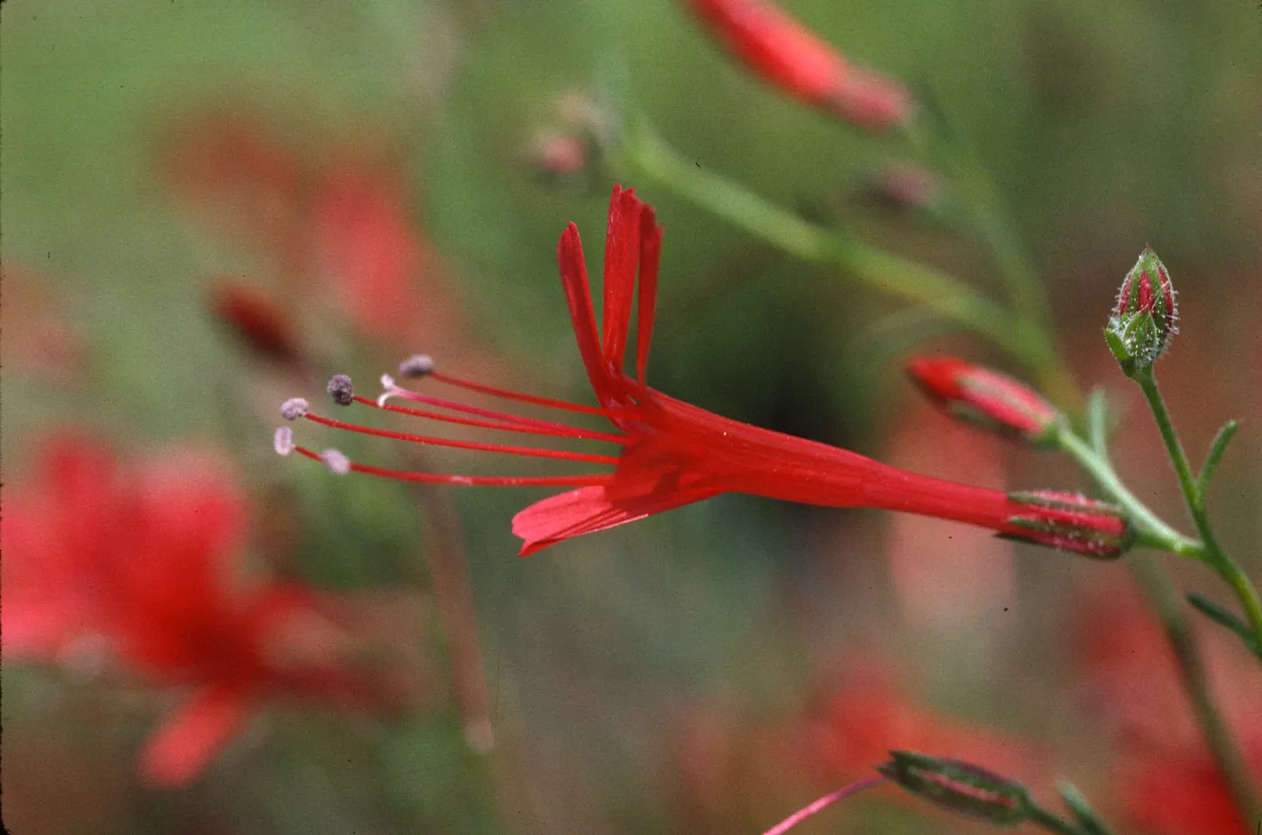 Ipomopsis tenuifolia