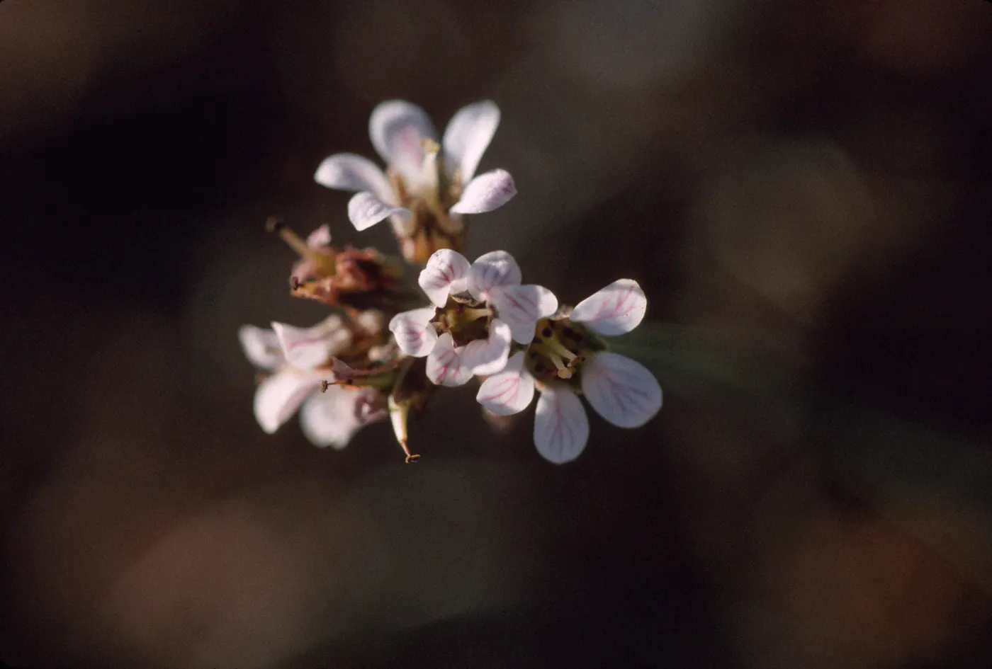 Jepsonia malvifolia, Pin