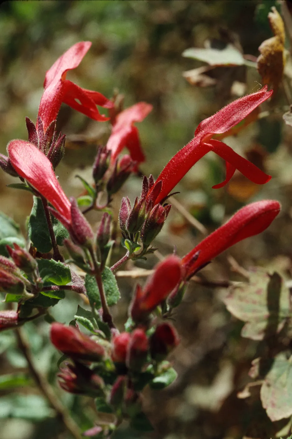 Keckiella cordifolia