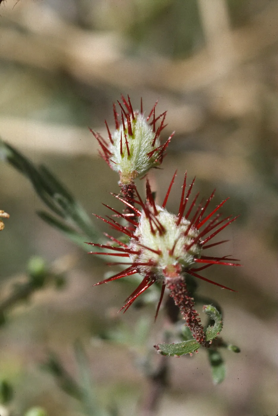 Krameria erecta