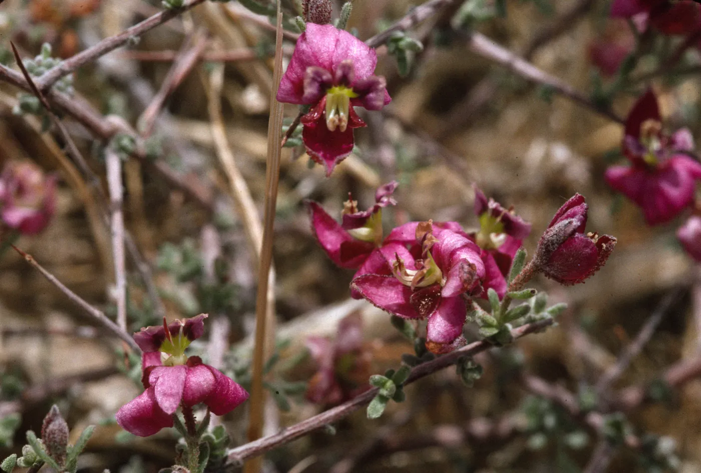 Krameria erecta