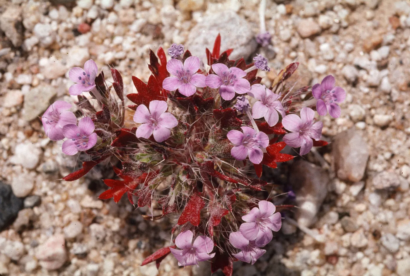 Langloisia setosissima ssp. setosissima