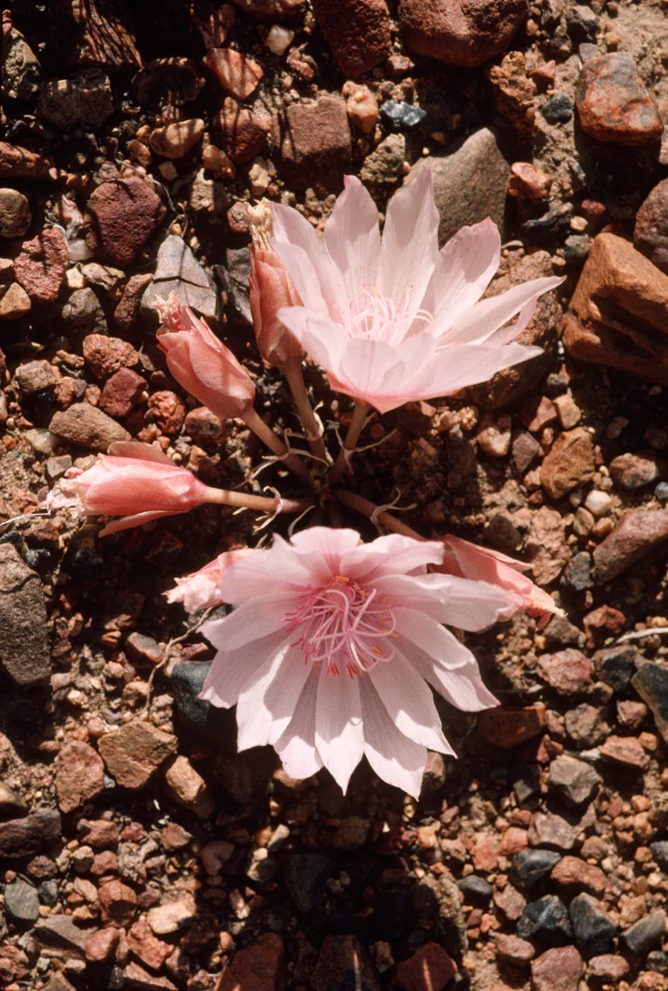 Lewisia rediviva