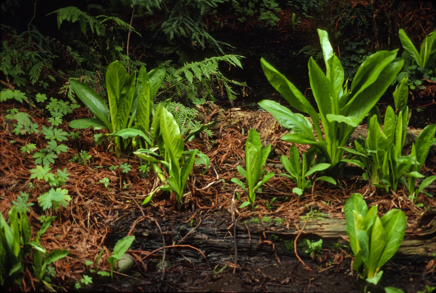 Lysichiton americanus