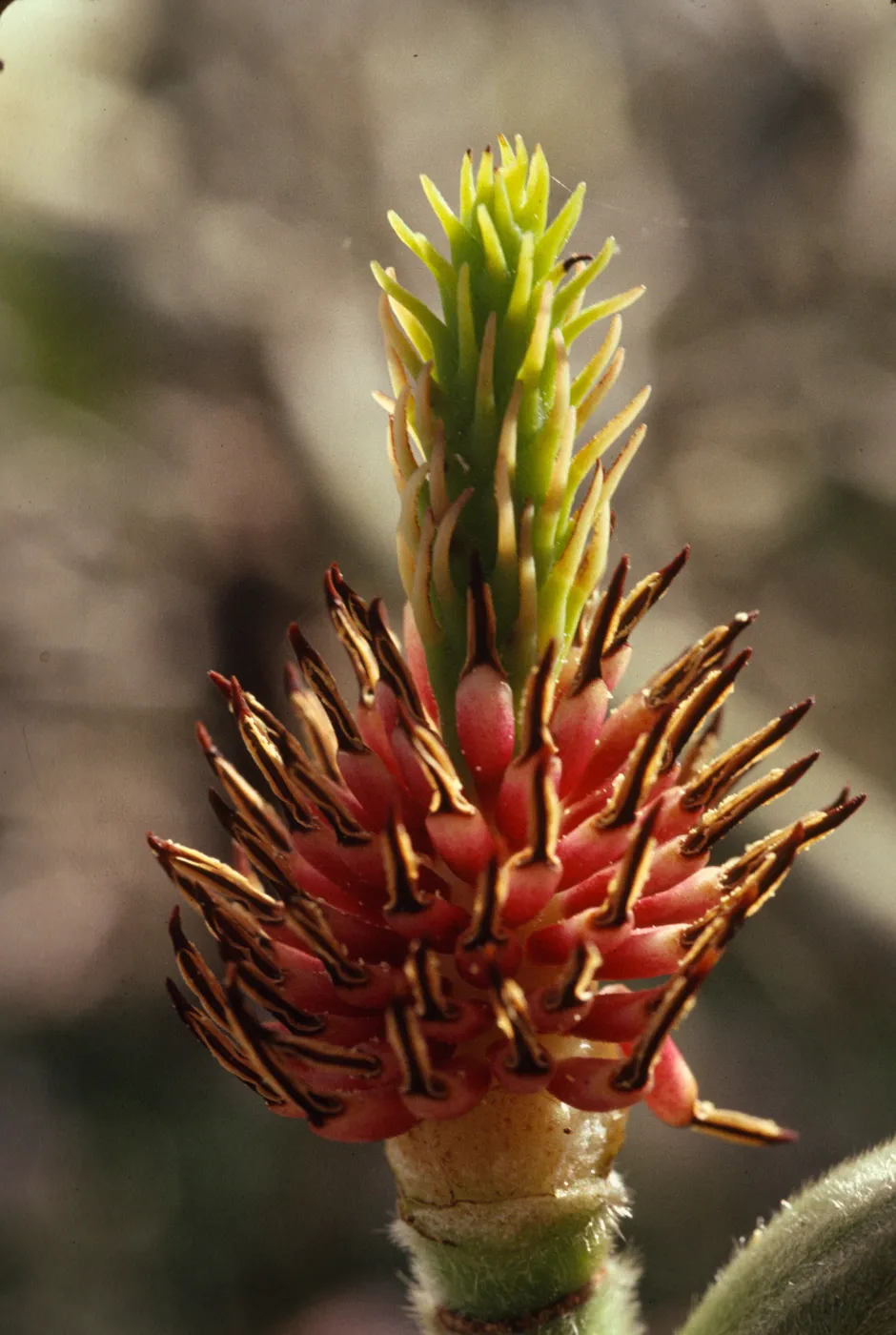 Magnolia denudata