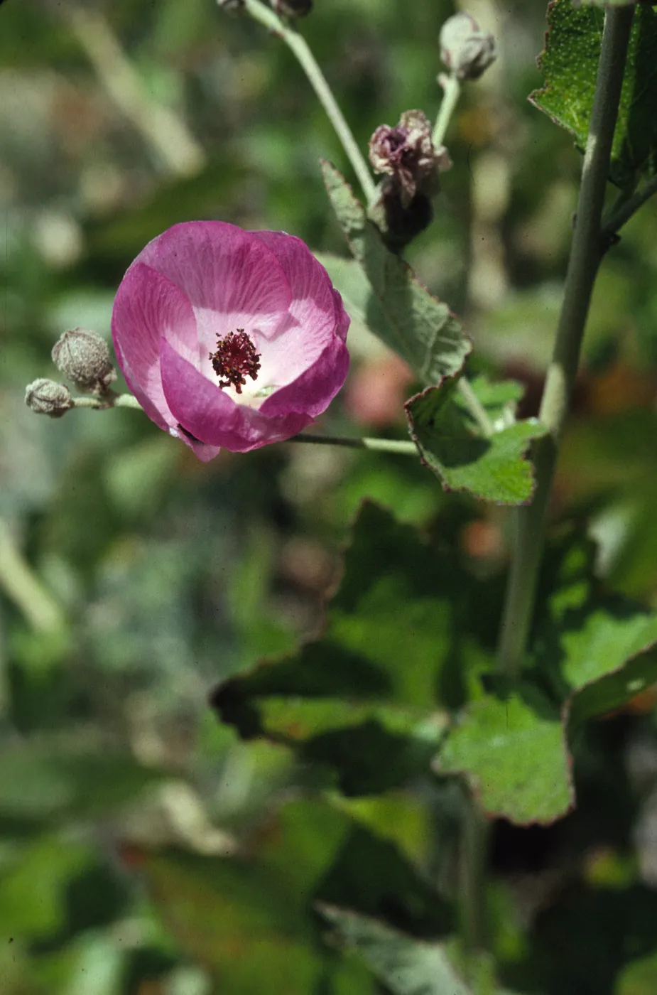 Malacothamnus fasciculatus var. nesioticus