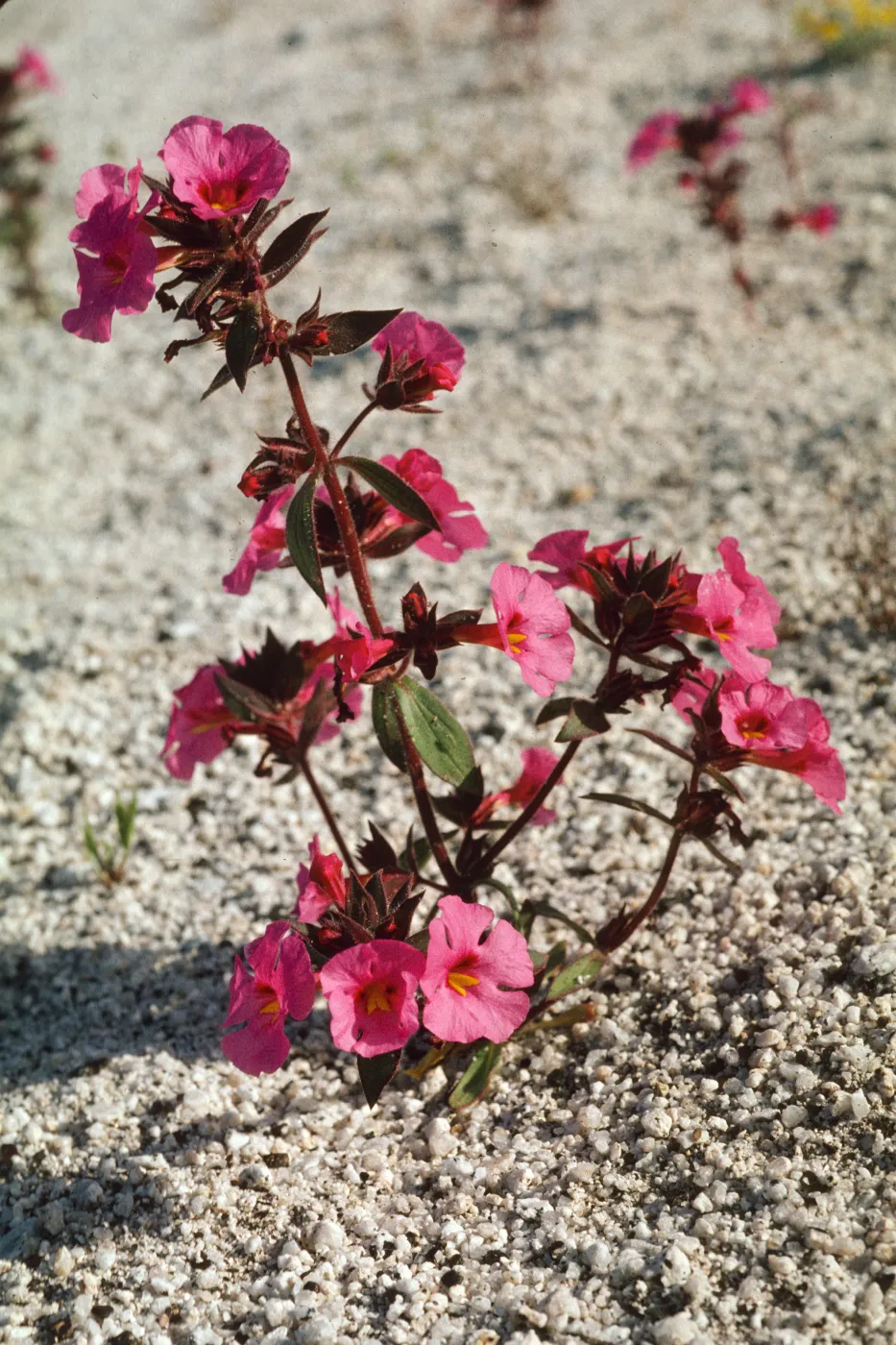 Mimulus bigelovii
