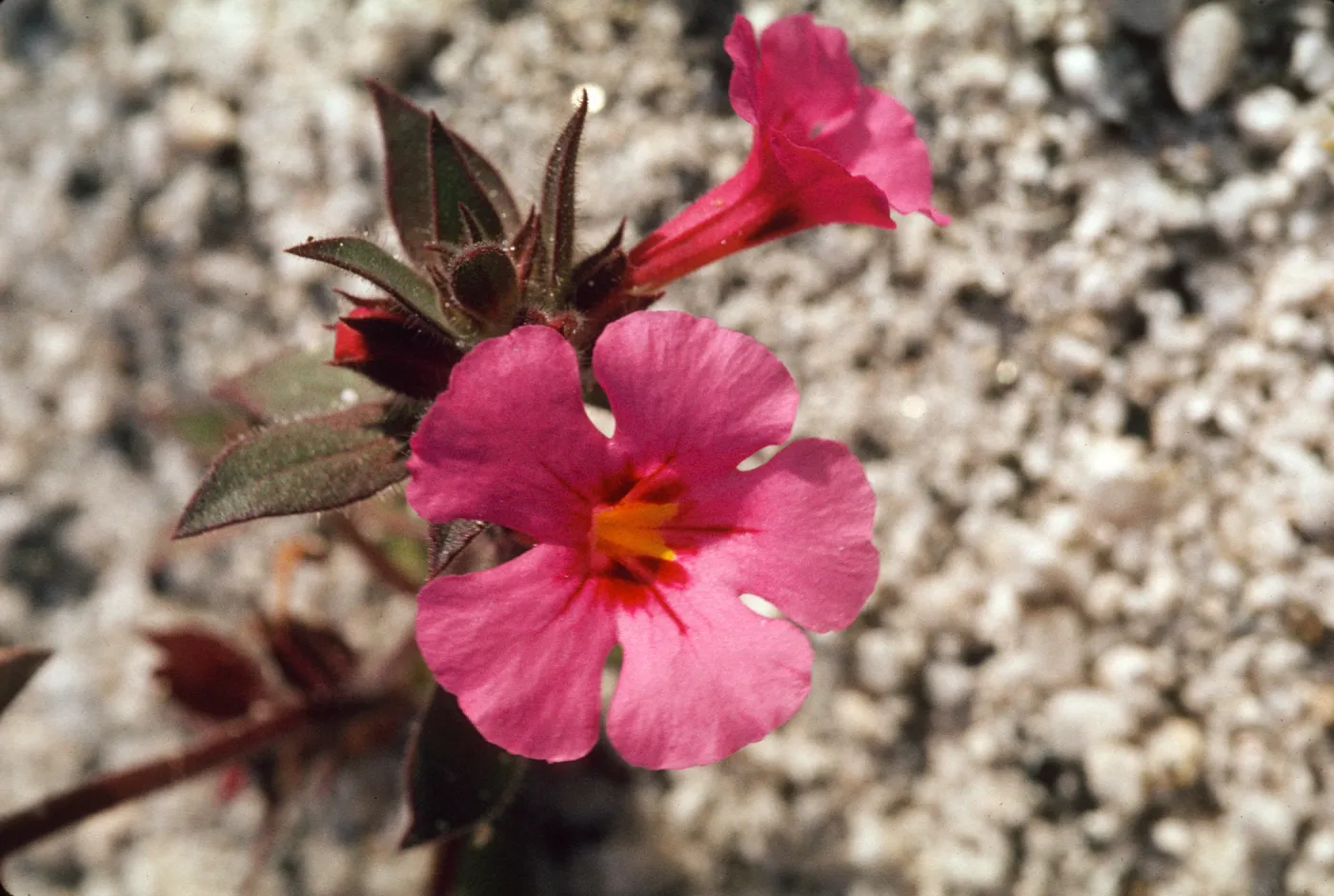 Mimulus bigelovii