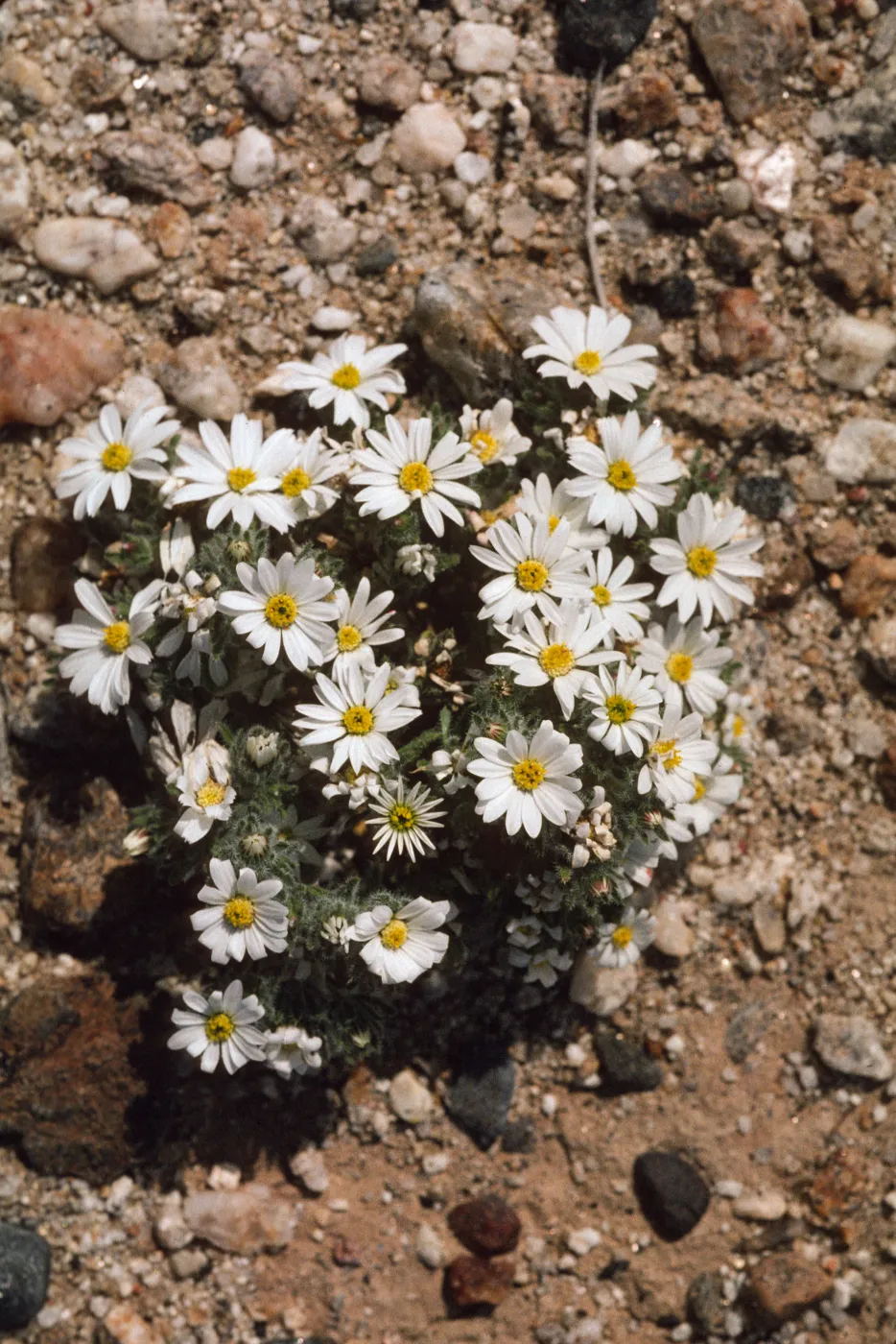 Monoptilon bellioides