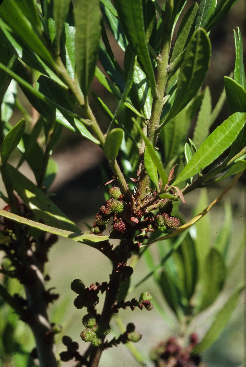 Myrica californica