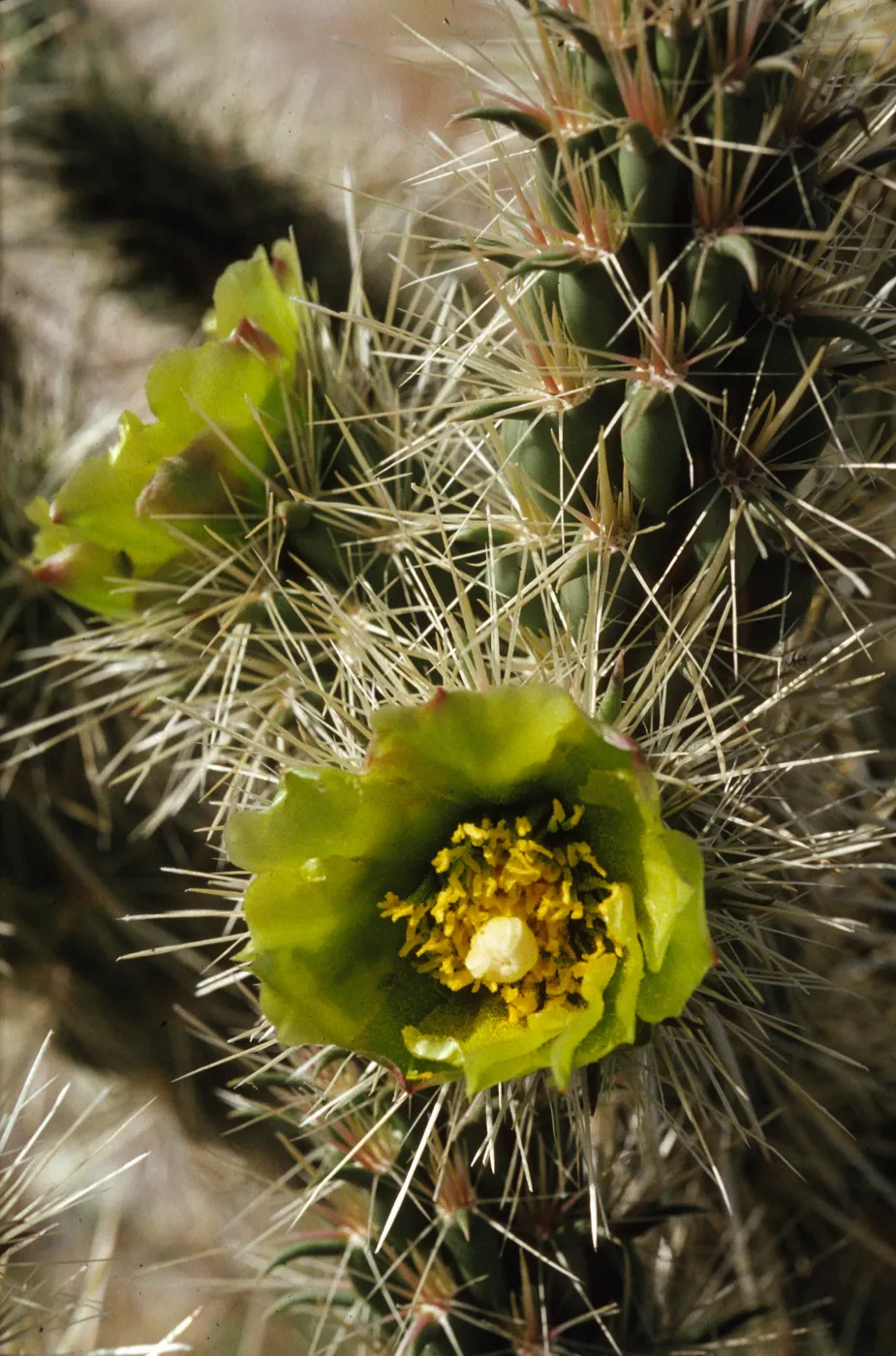 Opuntia (Prickly-pear)