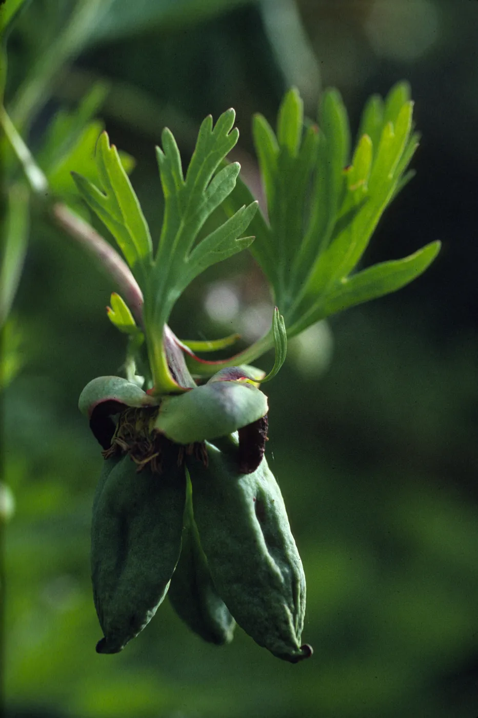 Paeonia