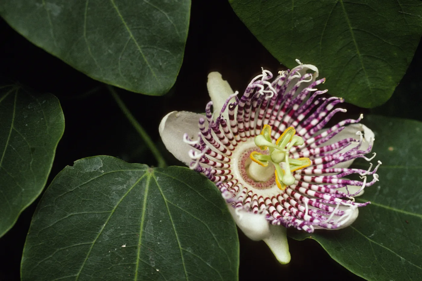 Passiflora