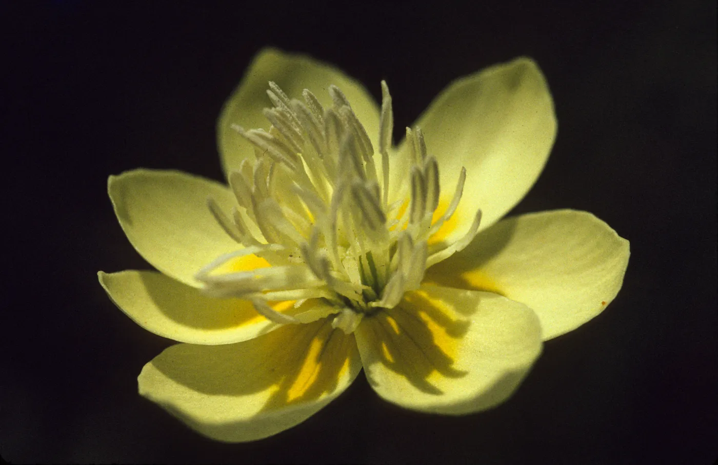 Platystemon californicus