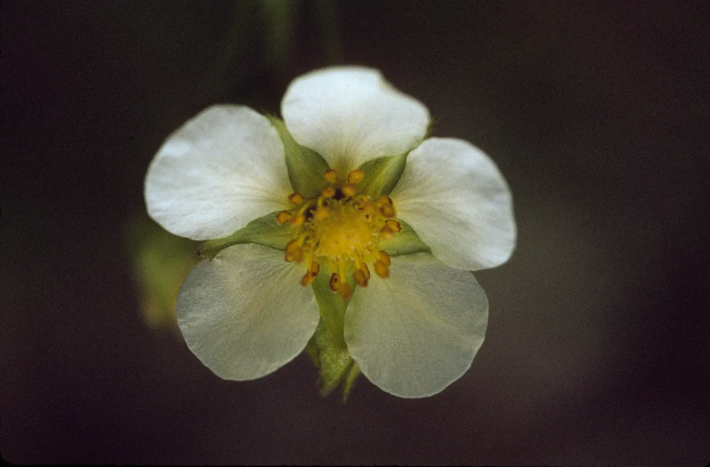 Potentilla glandulosa