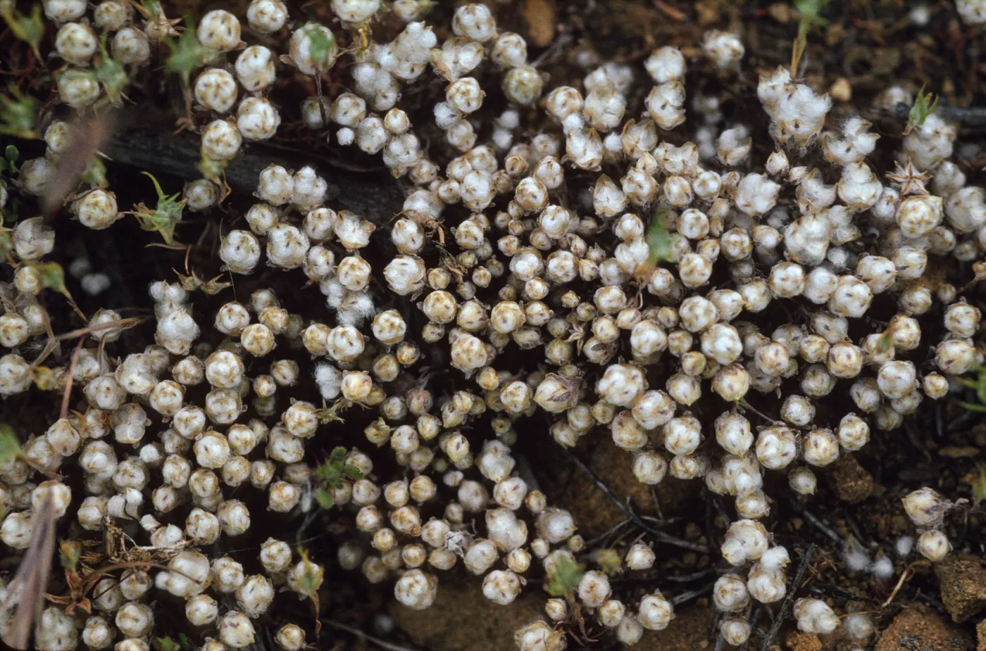 Psilocarphus tenellus