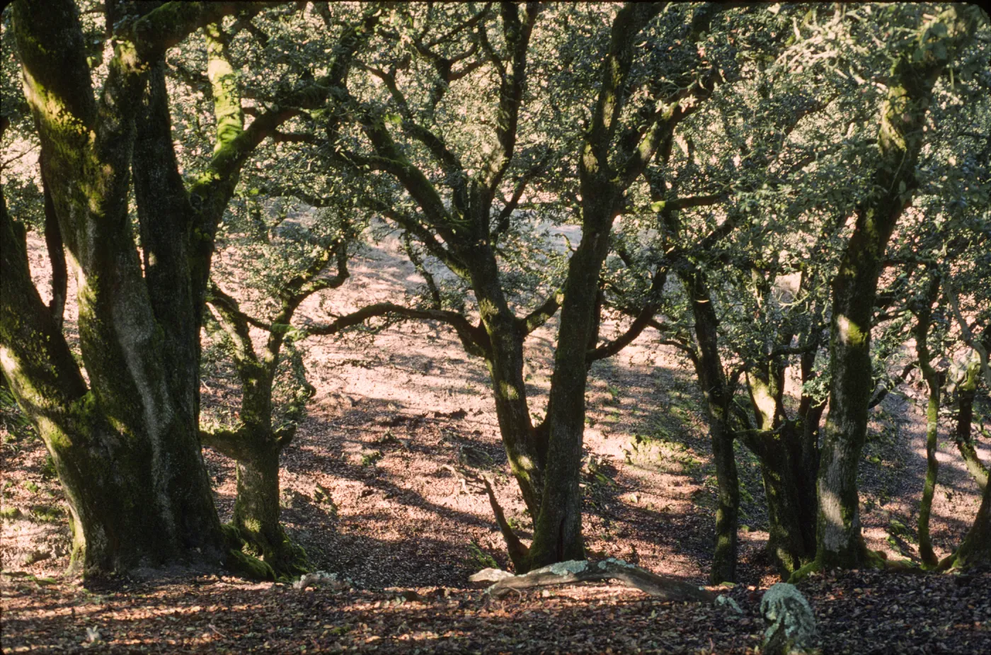 Quercus tomentella
