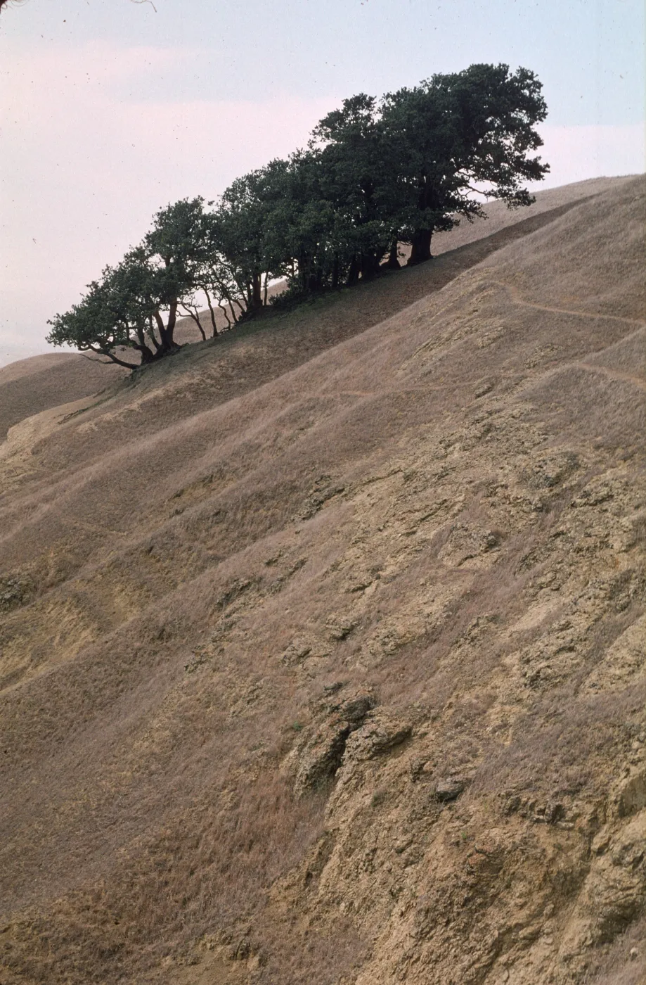 Quercus tomentella