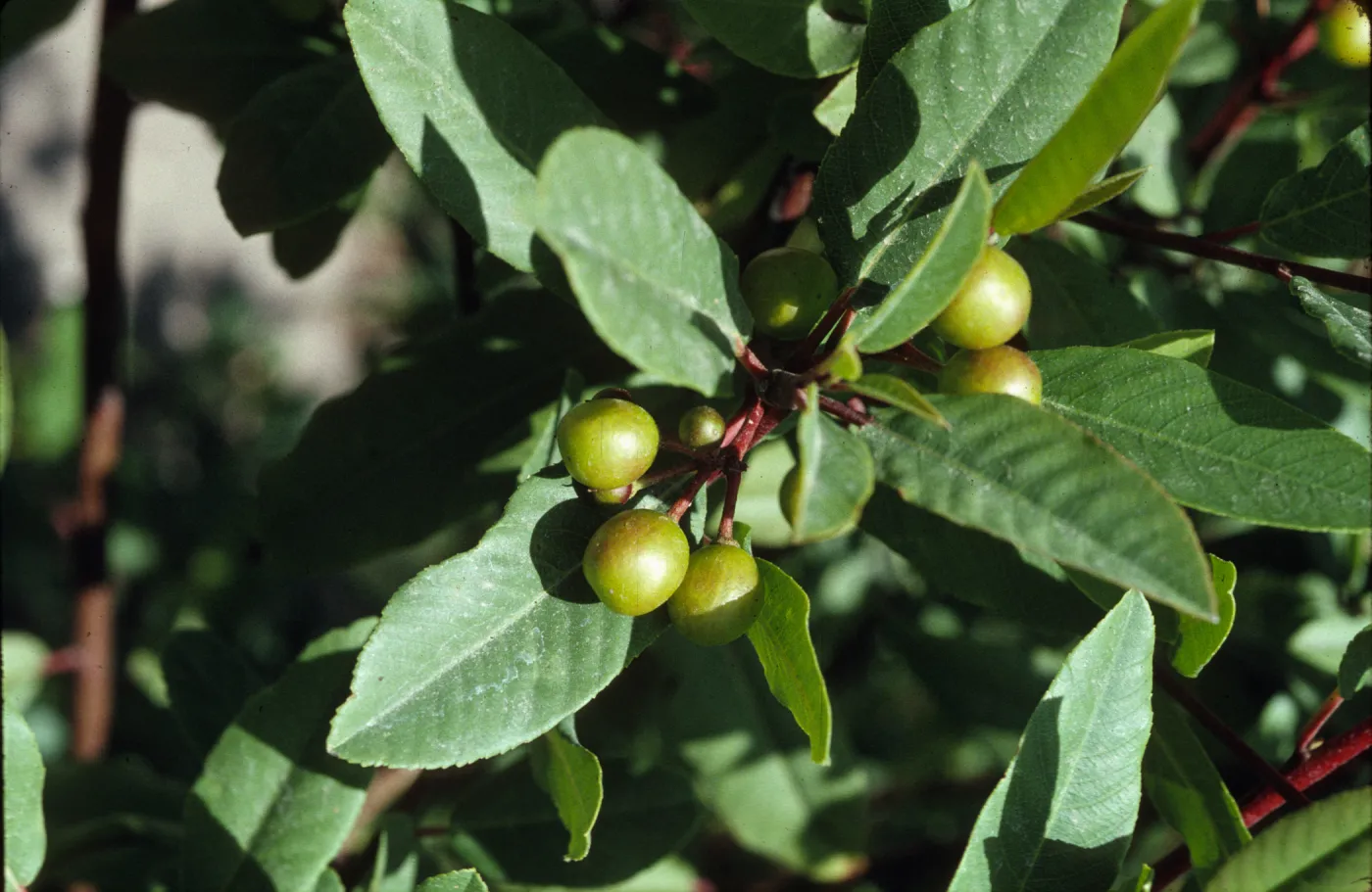 Rhamnus californica