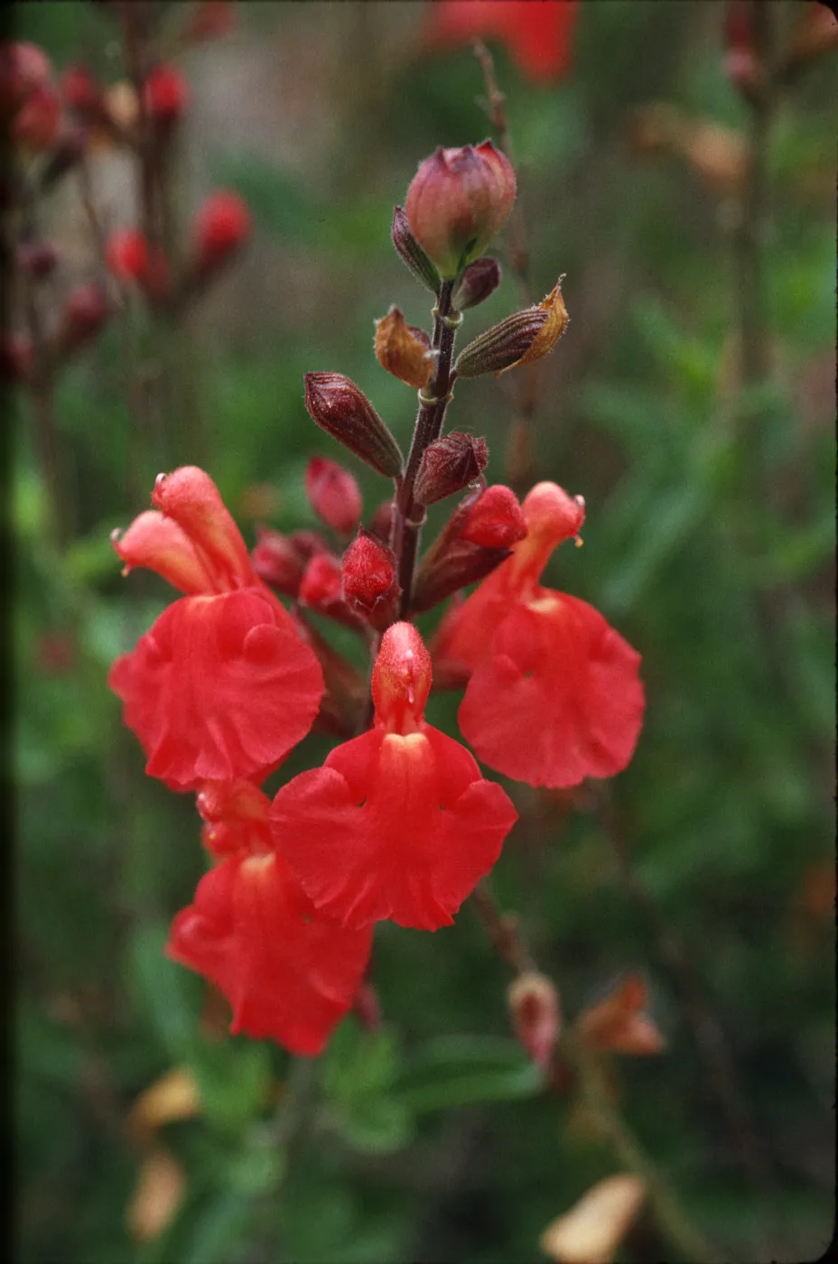 Salvia greggii (Sage)