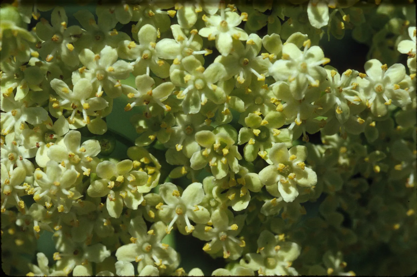 Sambucus mexicana
