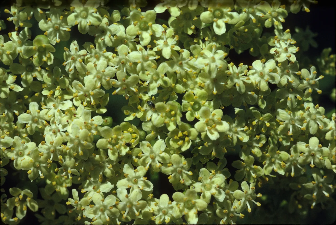 Sambucus mexicana