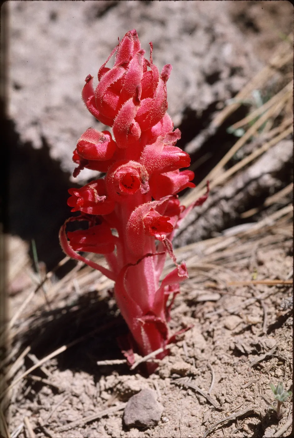 Sarcodes sanguinea, Pine Mountain