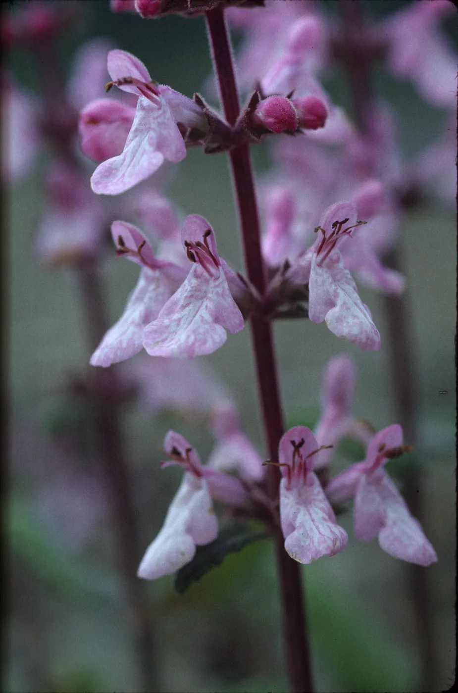 Stachys bullata
