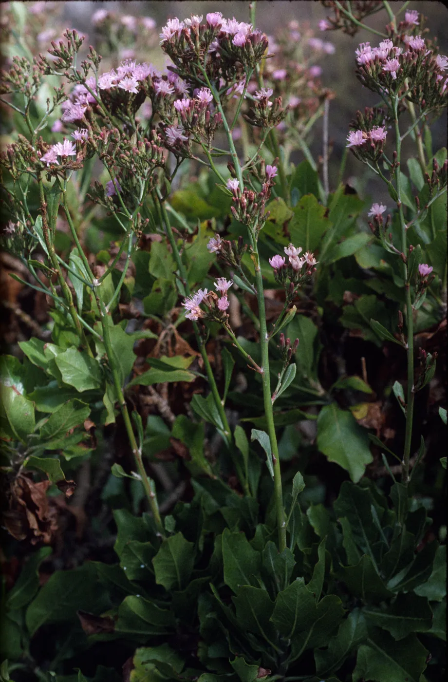 Stephanomeria blairii