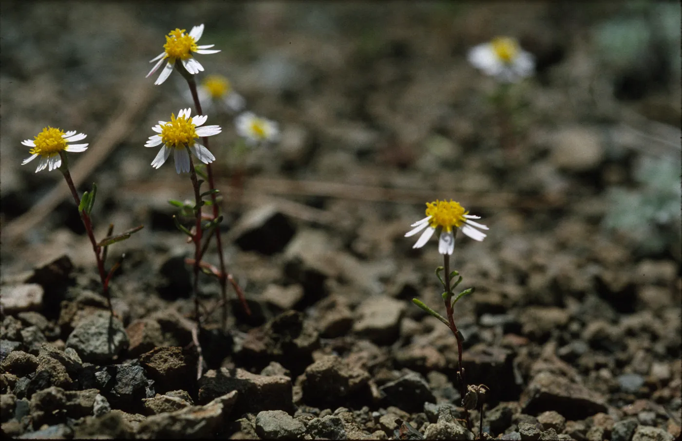 Syntrichopappus lemmonii