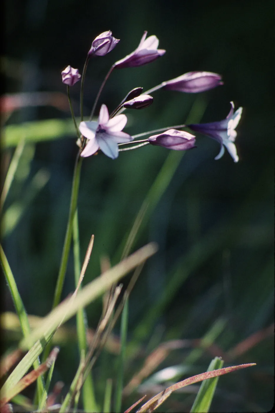 Triteleia clementina