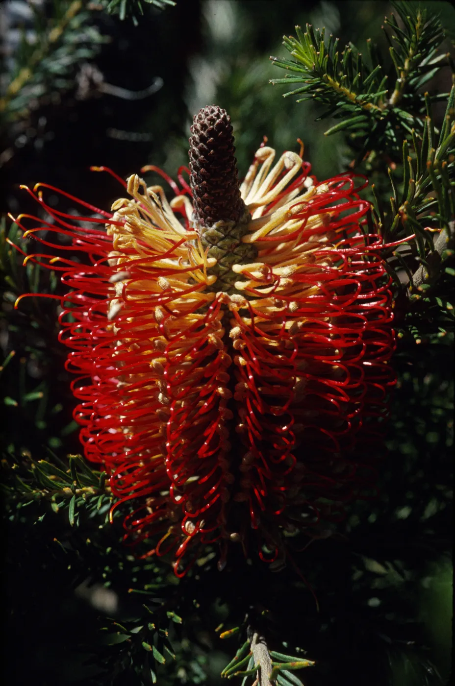 Banksia ericifolia