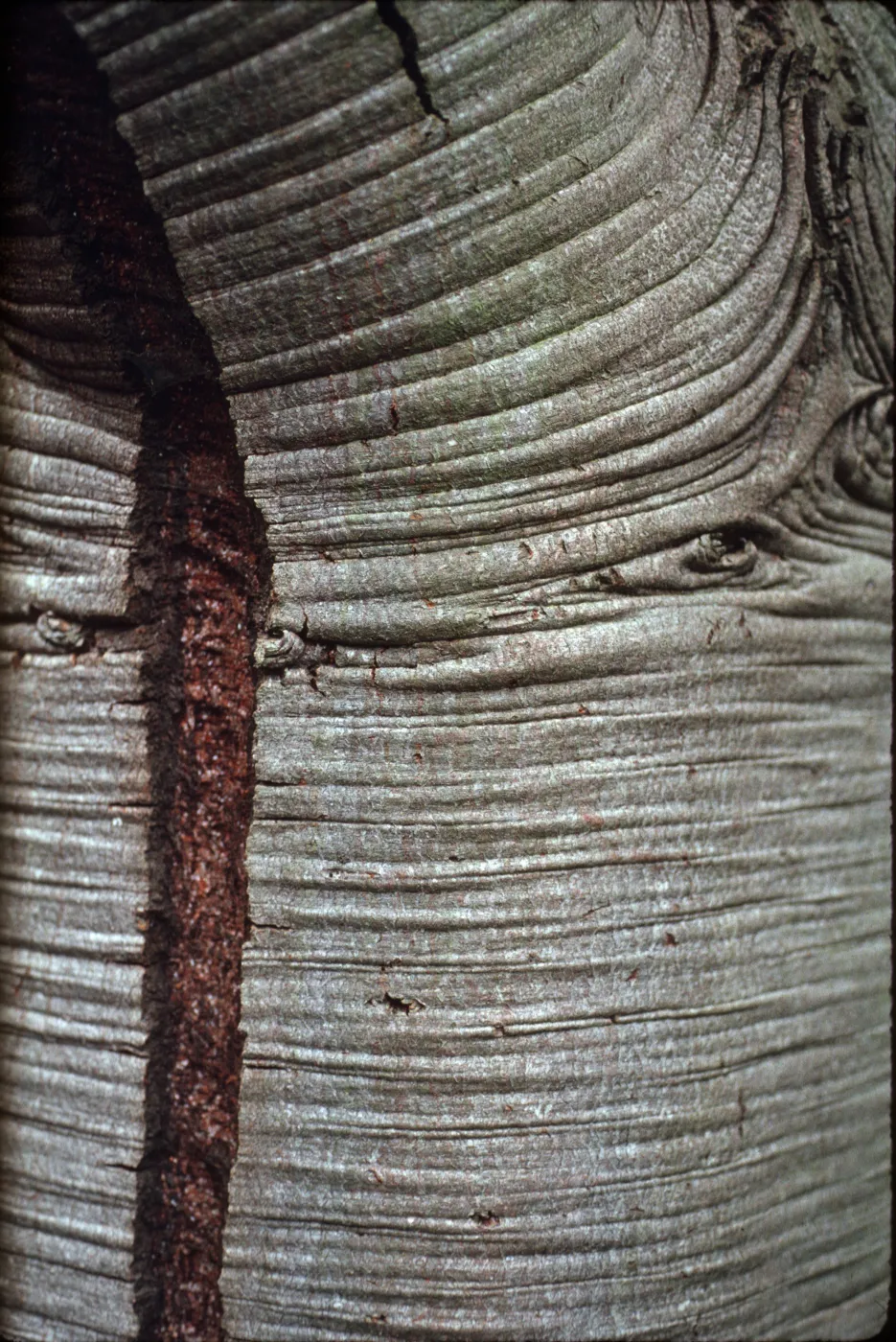 Leucadendron argenteum