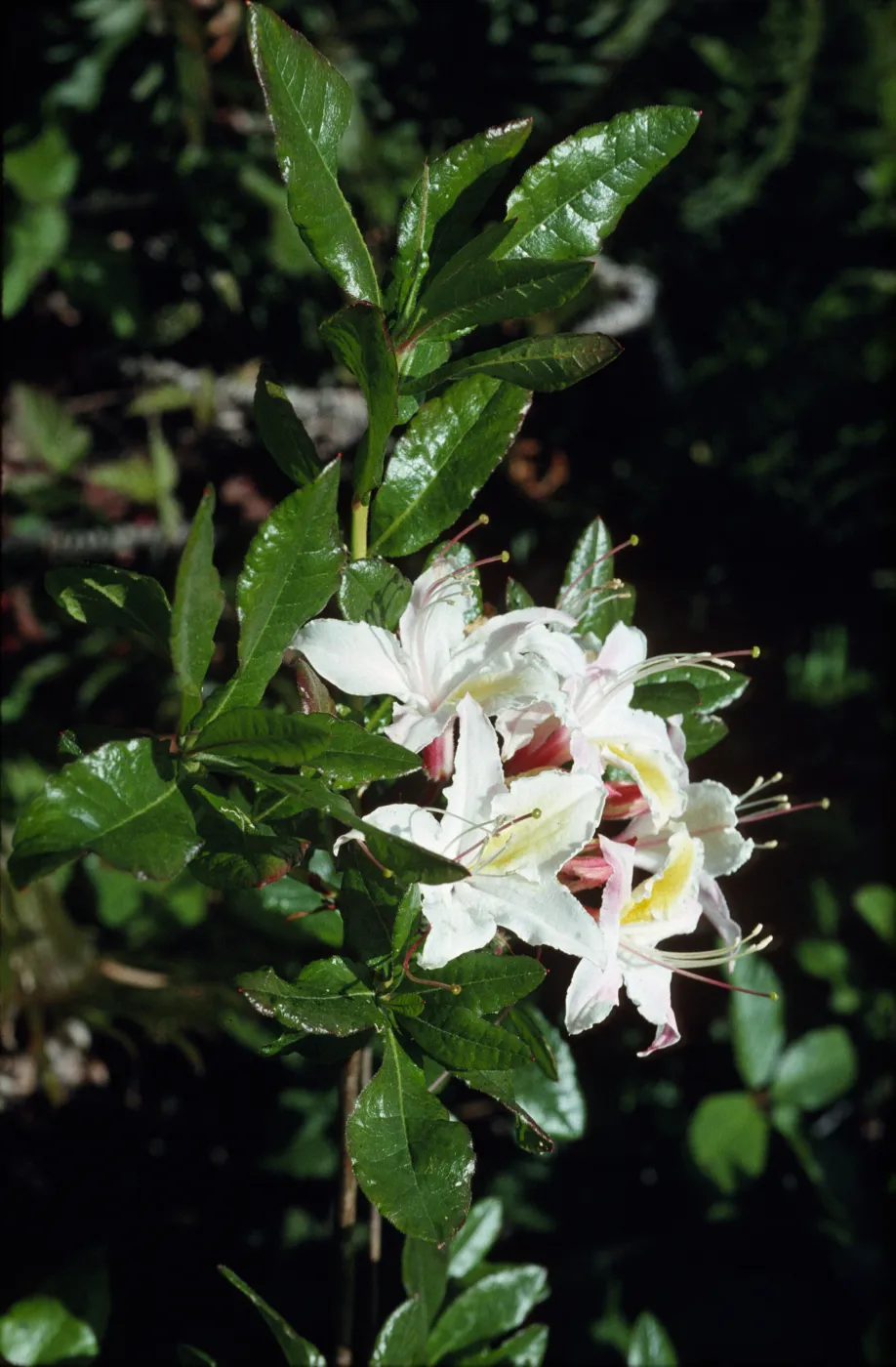Rhododendron occidentale