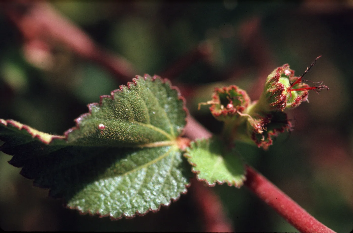 Acalypha, female flower