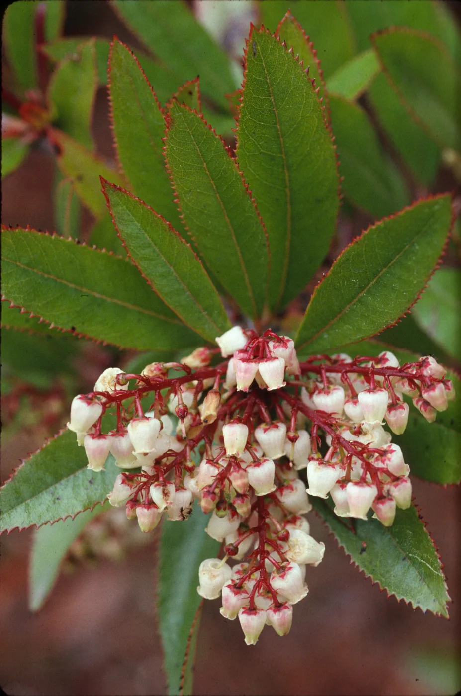 Comarostaphylis polifolia