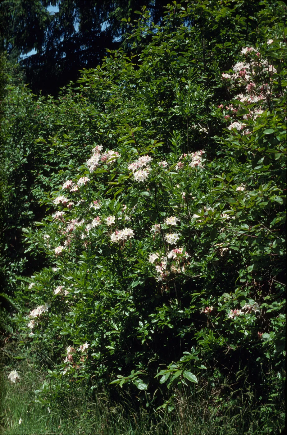 Rhododendron occidentale