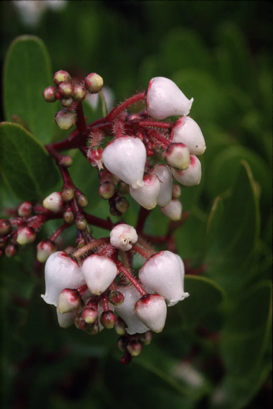 Arctostaphylos insularis
