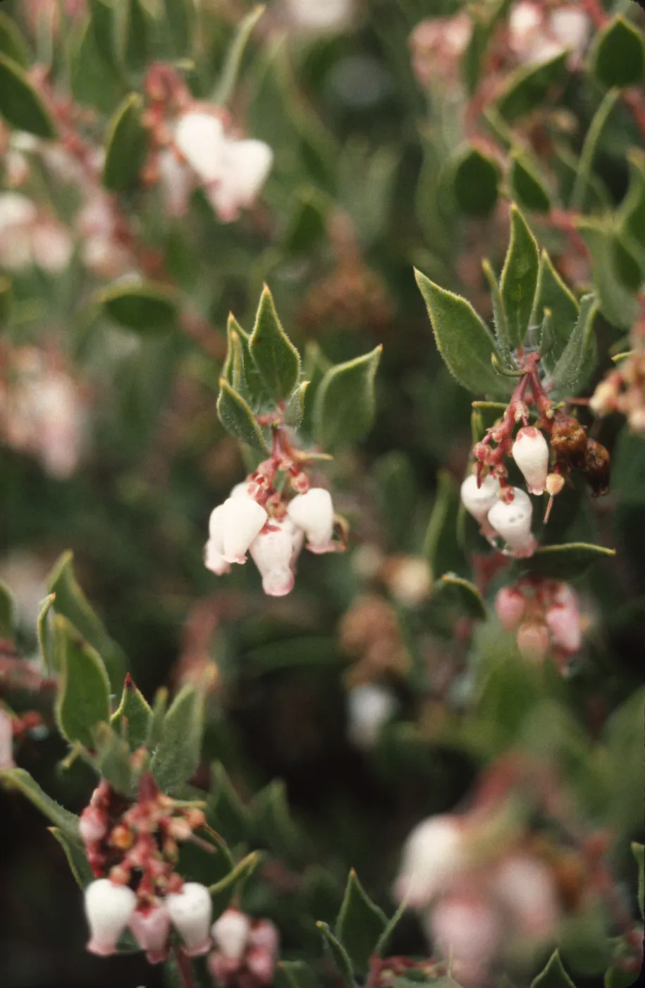 Arctostaphylos myrtifolia