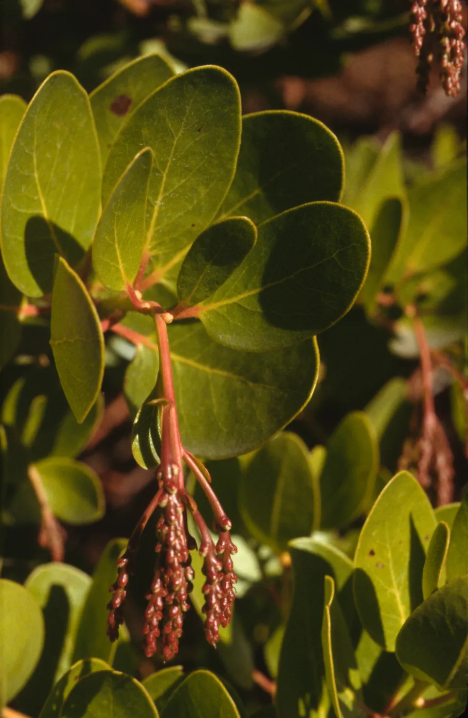 Arctostaphylos insularis, Santa Cruz Island
