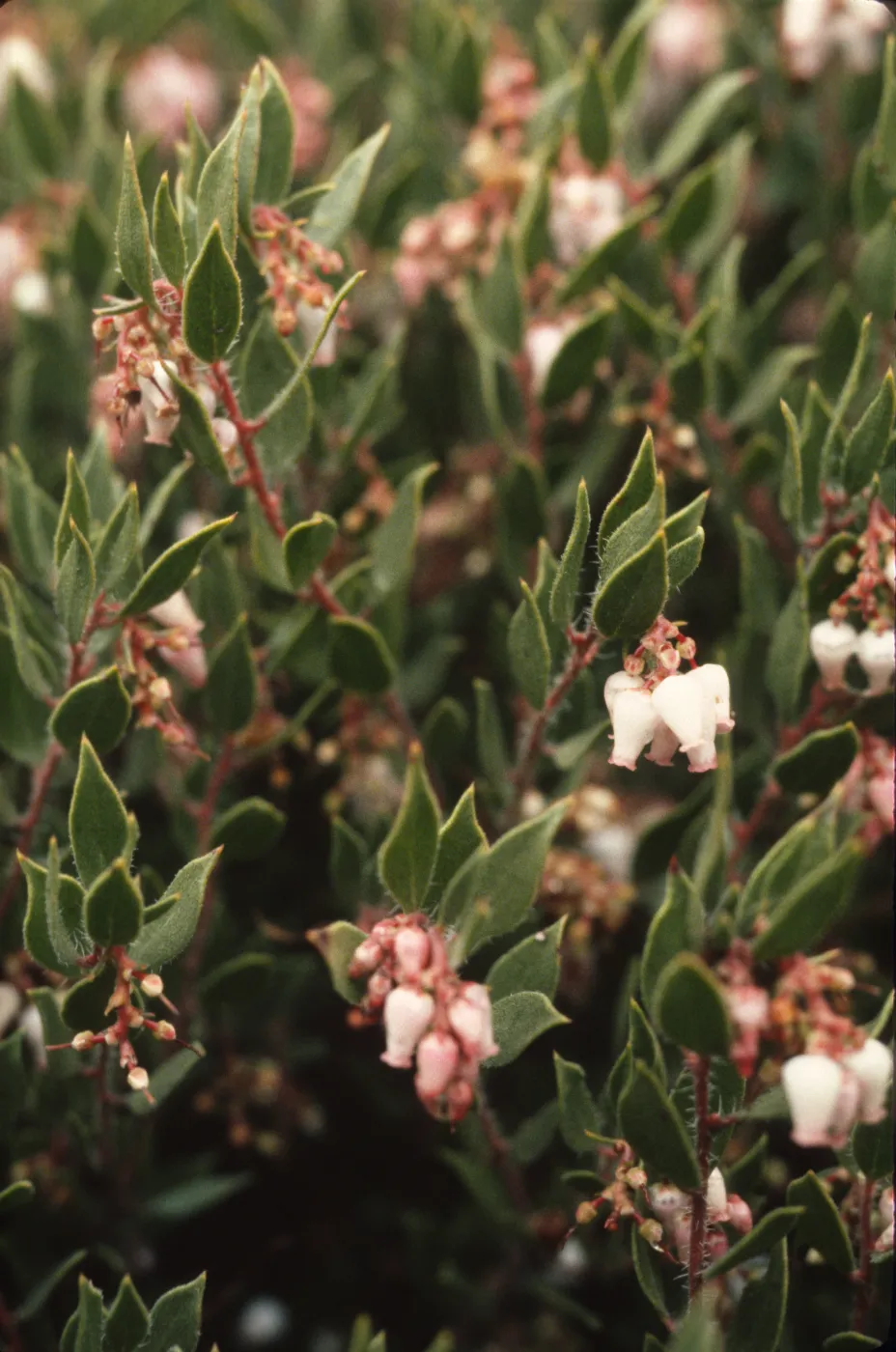 Arctostaphylos myrtifolia