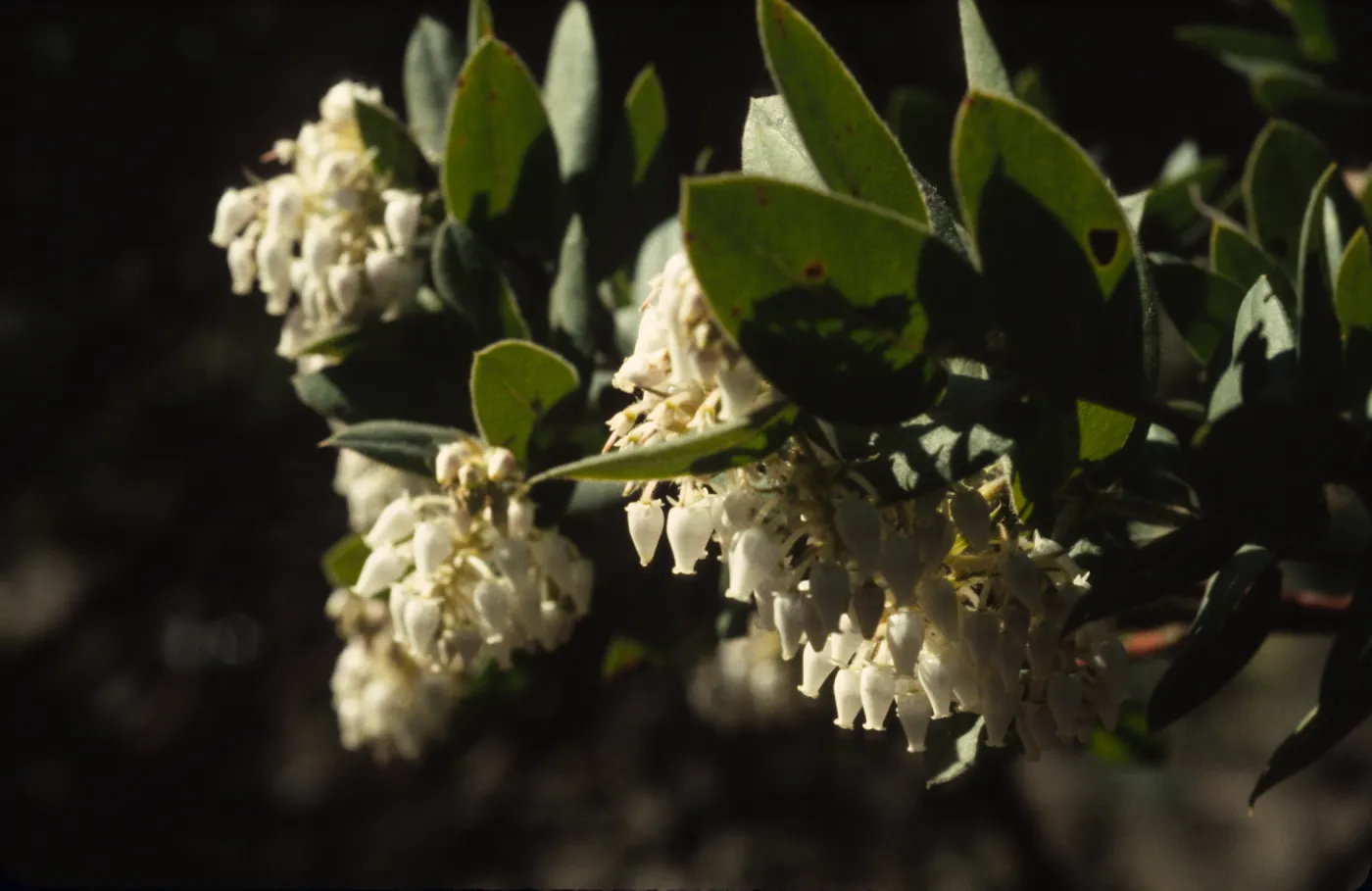 Arctostaphylos regismontana
