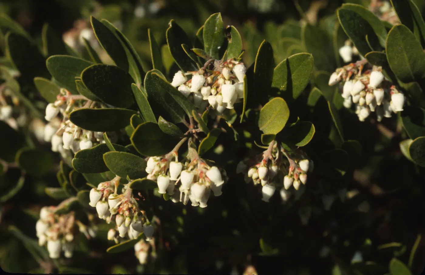 Arctostaphylos rosei