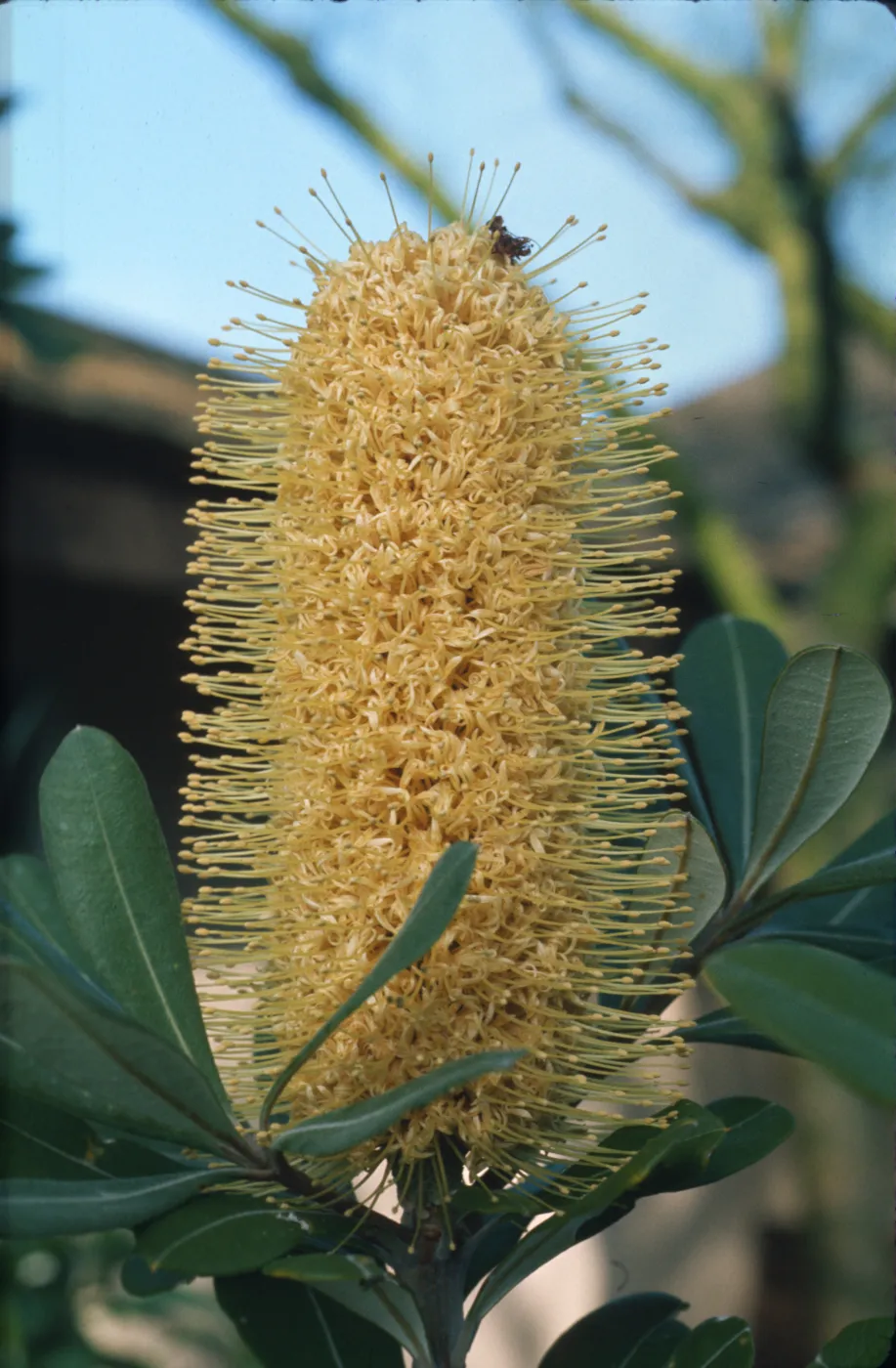 Banksia