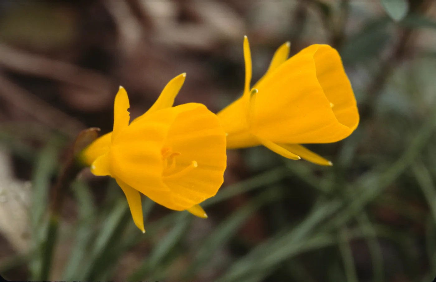 Narcissus hedraeanthus