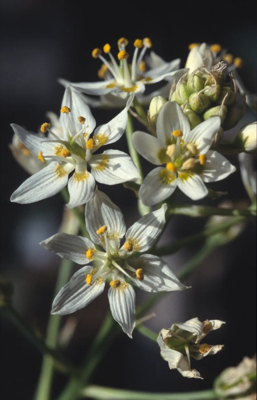 Zigadenus fremontii